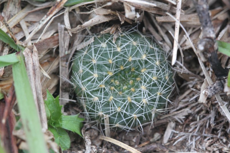 fraileapygmaea.jpg