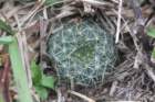 fraileapygmaea_small.jpg