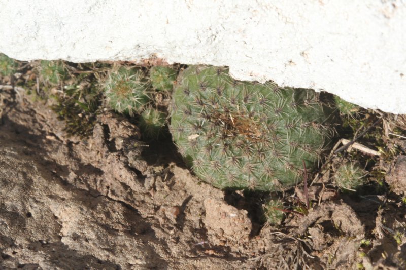 fraileaphaeodisca.jpg