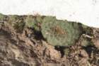 fraileaphaeodisca_small.jpg
