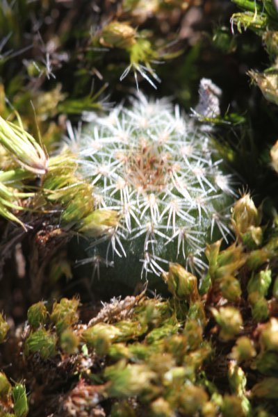 fraileapygmaea2.jpg