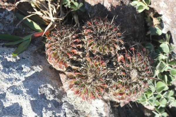 notocactuswigginsianeoarechaveletae3.jpg