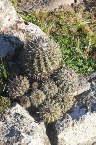 notocactuswigginsianeoarechaveletae4.jpg